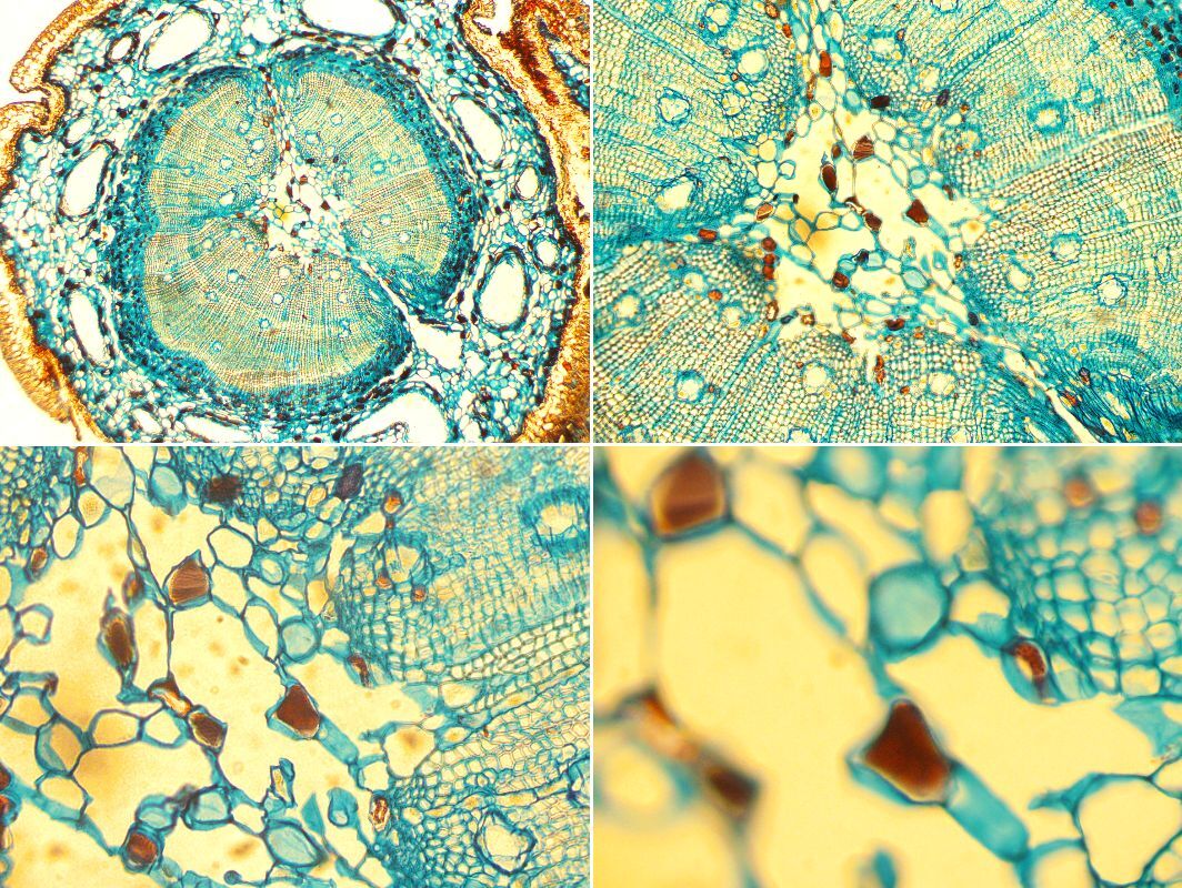 Nikon ECLIPSE E400 Biological Microscope [x1248470801]