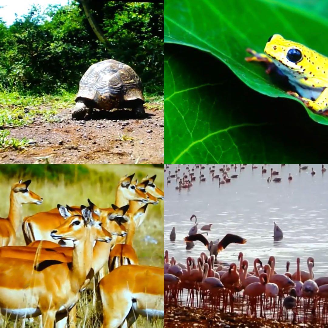 SONY VPL-VW500ES 4K Projector [n1209164071]