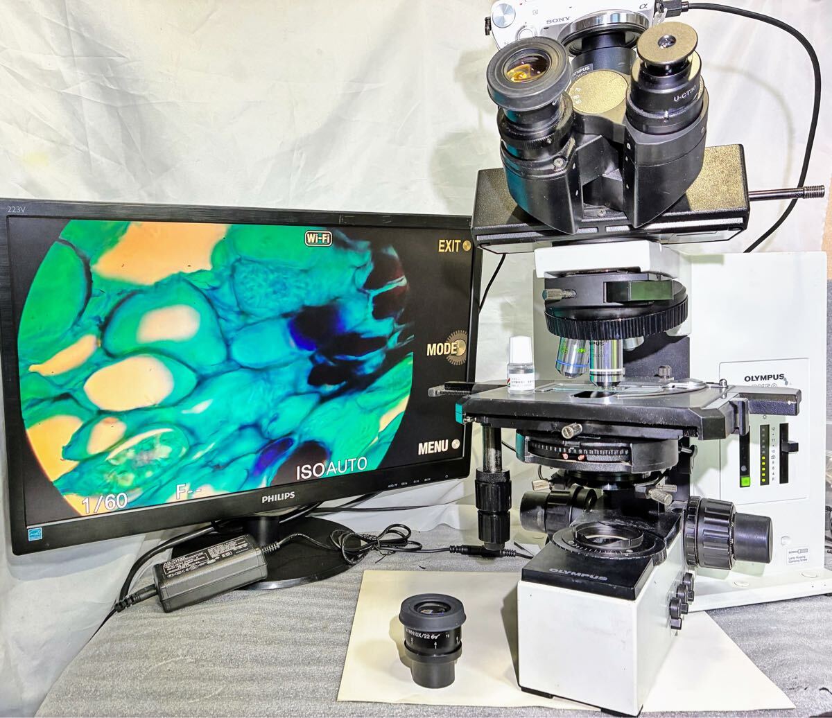 BX50 Phase Contrast Microscope [j1238147216]