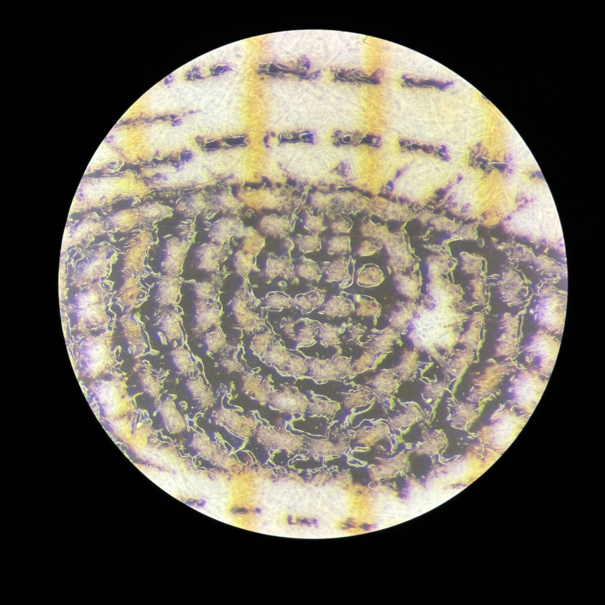 Leica MZ8 Stereo Microscope with LED Lighting [o1155699845]
