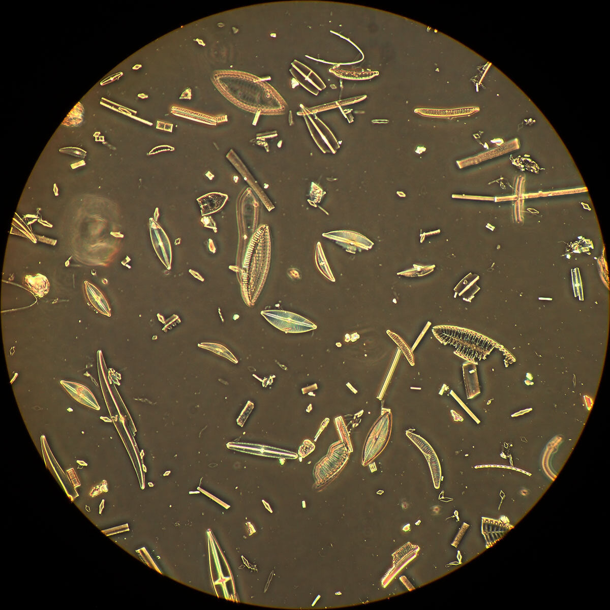 Olympus BH2 Phase Contrast Microscope USB Digital Camera Set for Bacteria Blood Observation Dentistry [1209909602]