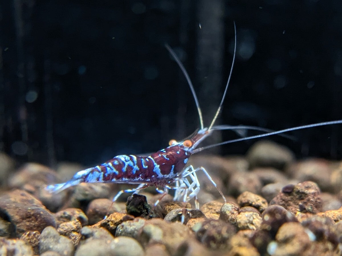 ORION Orange Eye Sulawesi Shrimp Limited Pair 1 Female 1 Male [x1212263947]