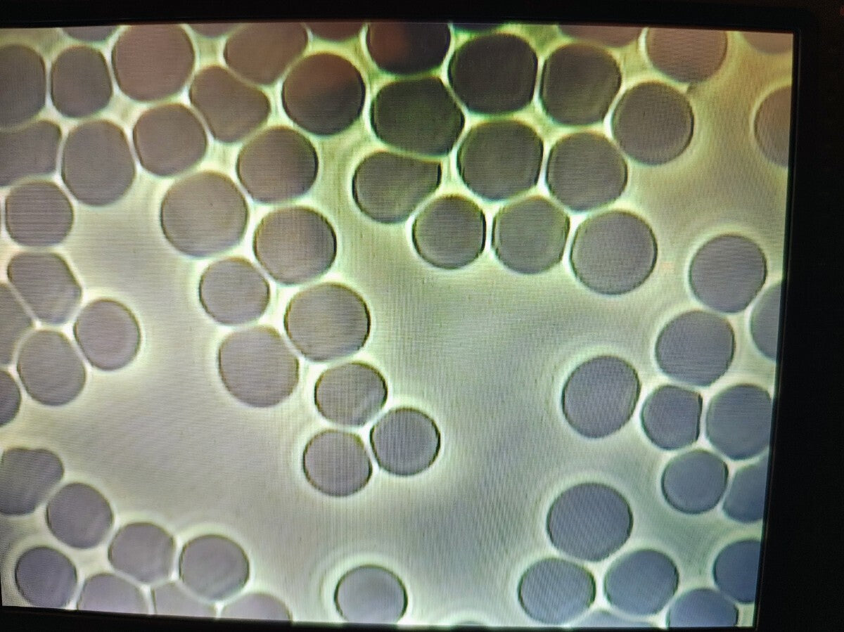 Digital Phase Contrast Microscope IS-2004 with 2x10/40 Lenses and 7.1 Inch LCD Monitor [e1215536608]
