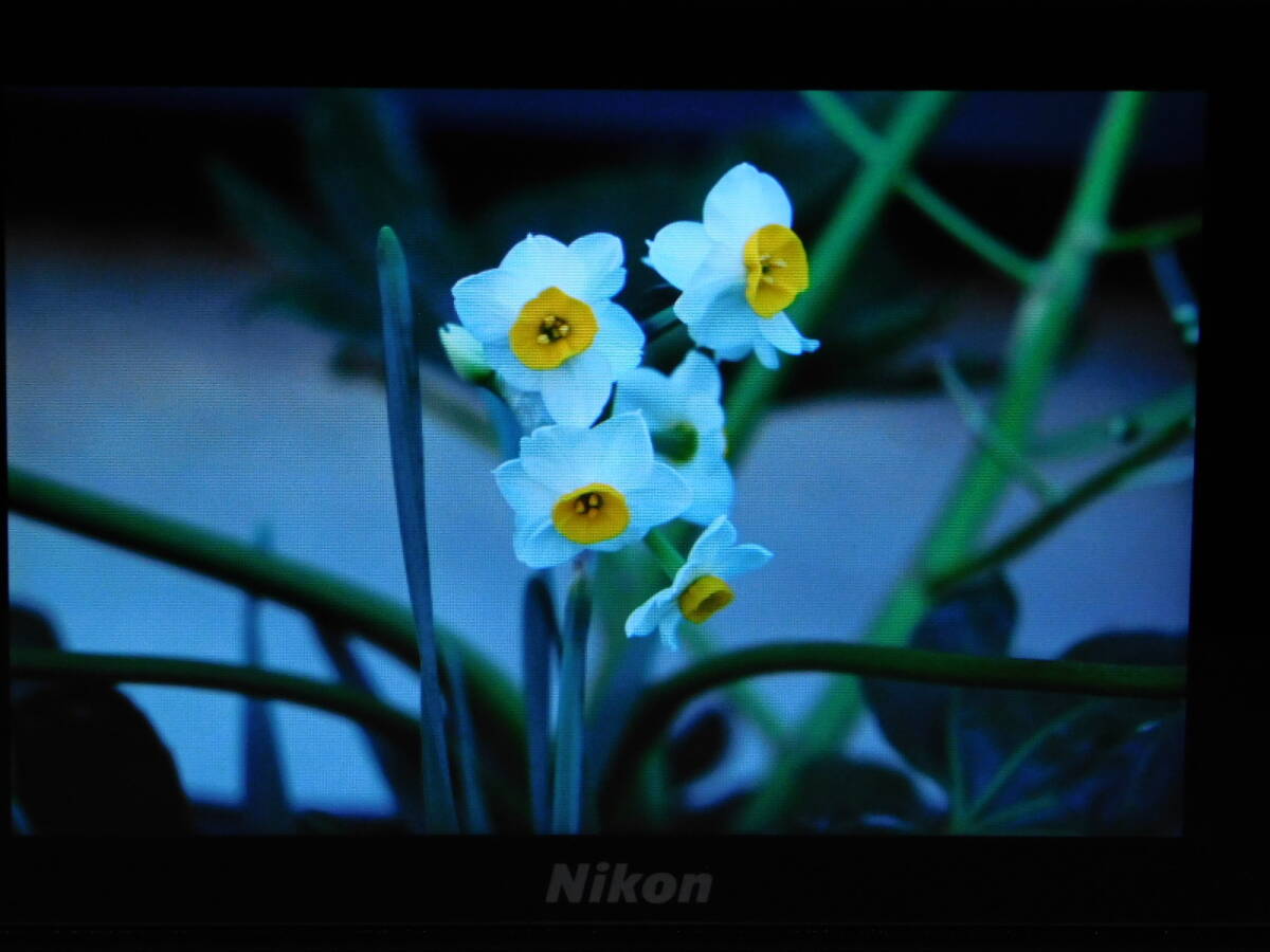 Nikon Z5 Mirrorless Digital Camera [v1174212583]