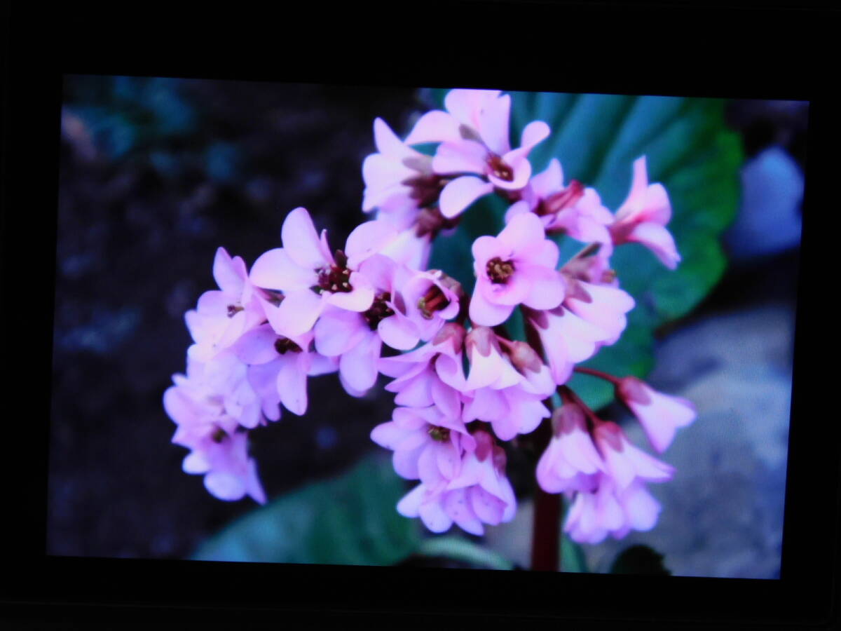 Canon EOS R7 Mirrorless Digital Camera for Celestial Bodies [h1177813974]