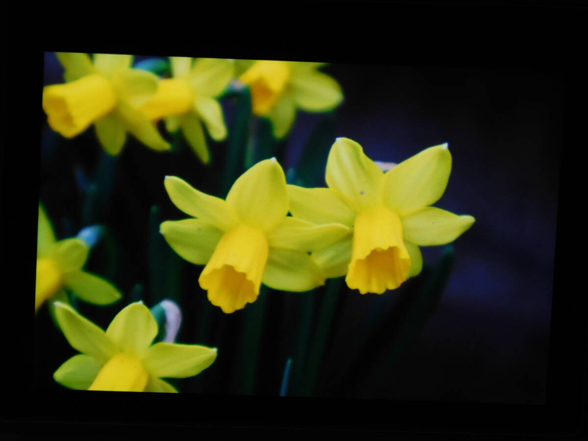 Canon EOS R7 Mirrorless Digital Camera for Celestial Bodies [h1177813974]