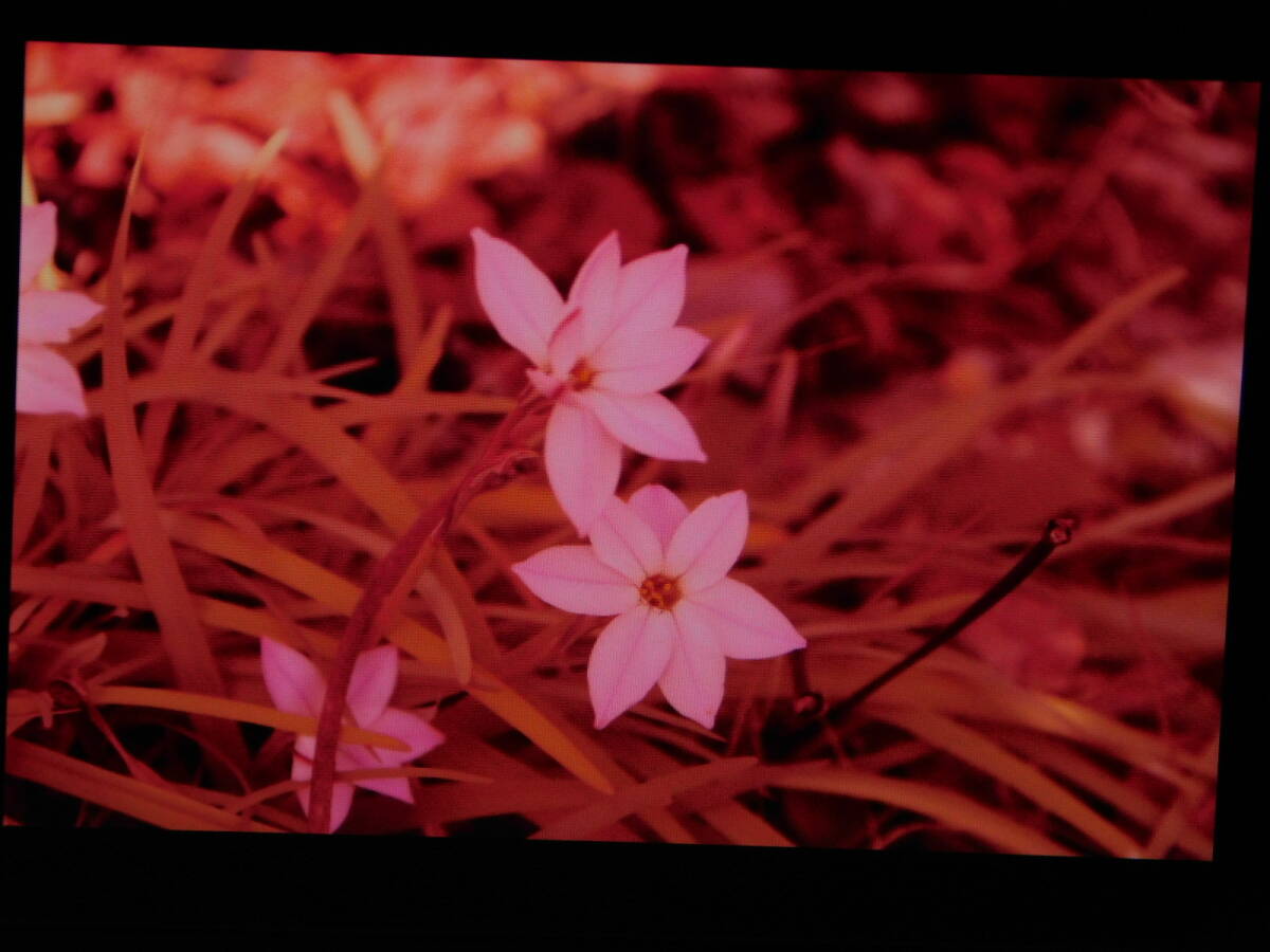 Canon EOS RP Mirrorless Digital Camera for Celestial Photography [s1177805635]