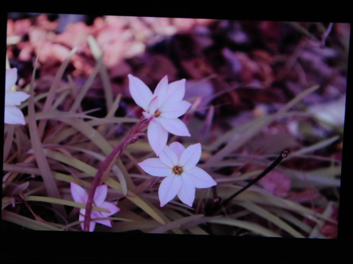 Canon EOS RP Mirrorless Digital Camera for Celestial Photography [s1177805635]