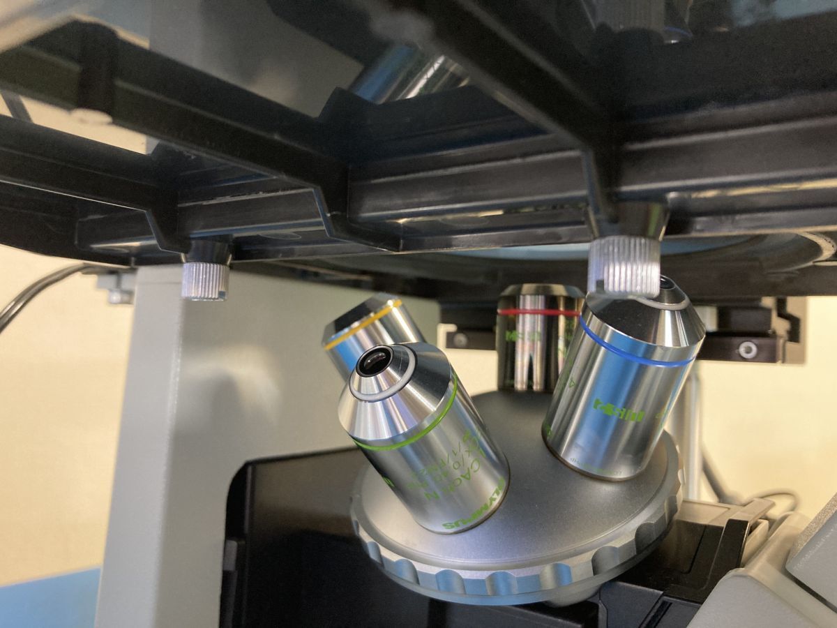 OLYMPUS CKX41 Inverted Microscope [u1200291280]