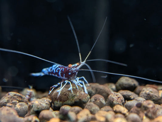 ORION Orange Eye Sulawesi Shrimp Limited Pair 1 Female 1 Male [x1212263947]