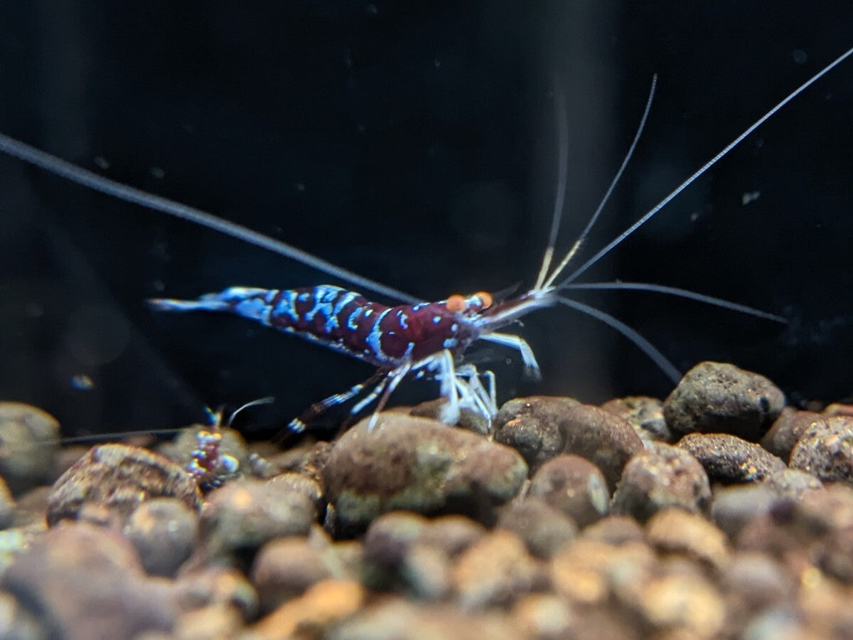 ORION Orange Eye Sulawesi Shrimp Limited Pair 1 Female 1 Male [x1212263947]