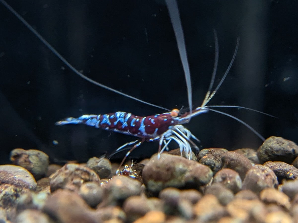 ORION Orange Eye Sulawesi Shrimp Limited Pair 1 Female 1 Male [x1212263947]