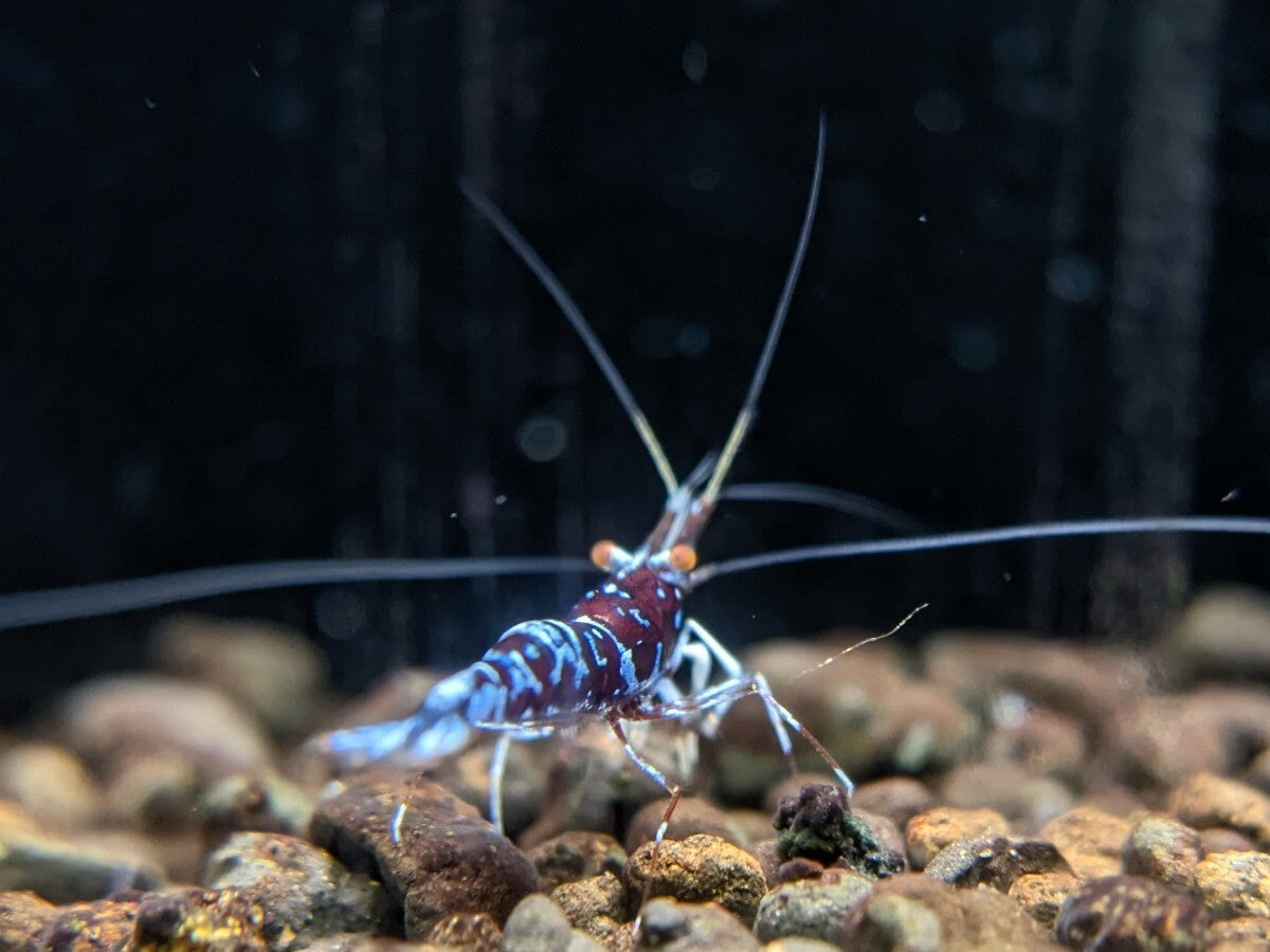 ORION Orange Eye Sulawesi Shrimp Limited Pair 1 Female 1 Male [x1212263947]