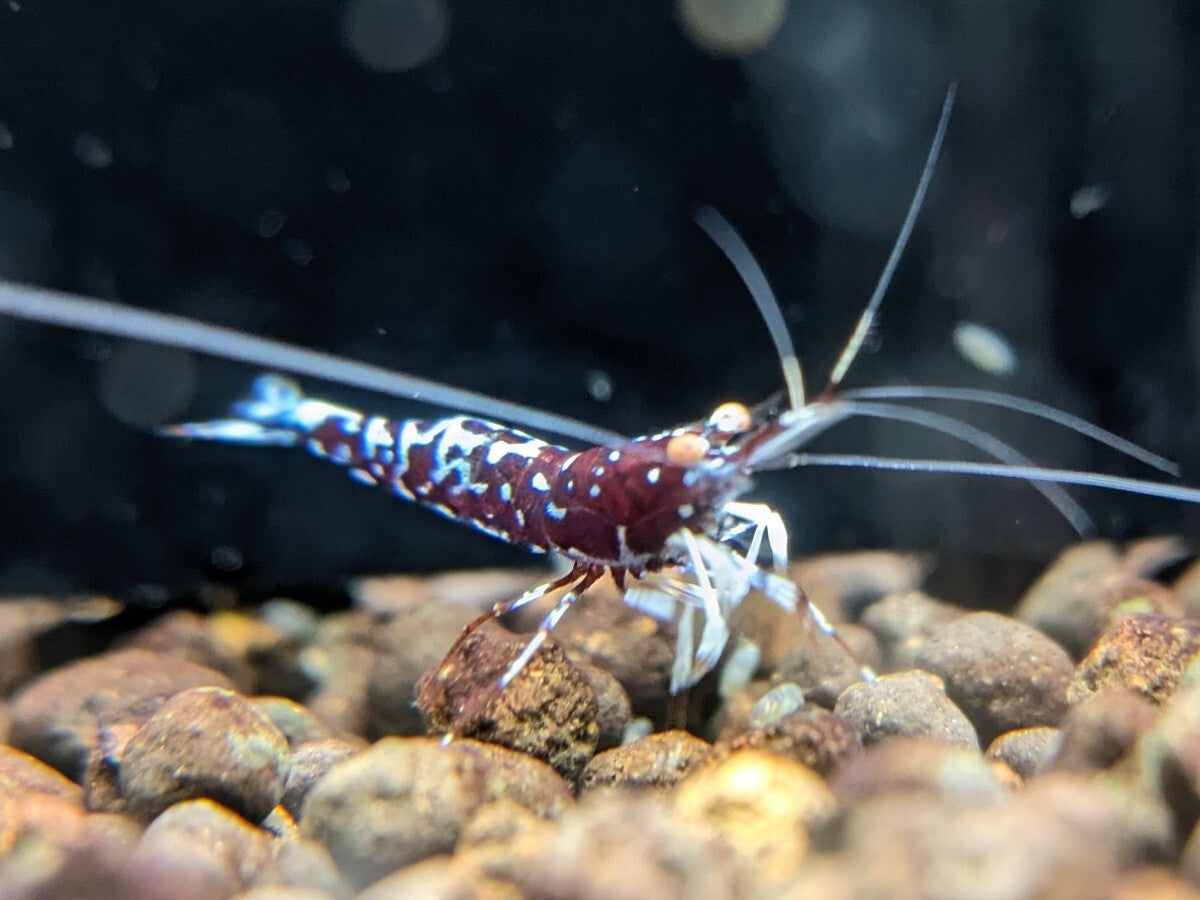 ORION Orange Eye Sulawesi Shrimp Limited Pair 1 Female 1 Male [x1212263947]