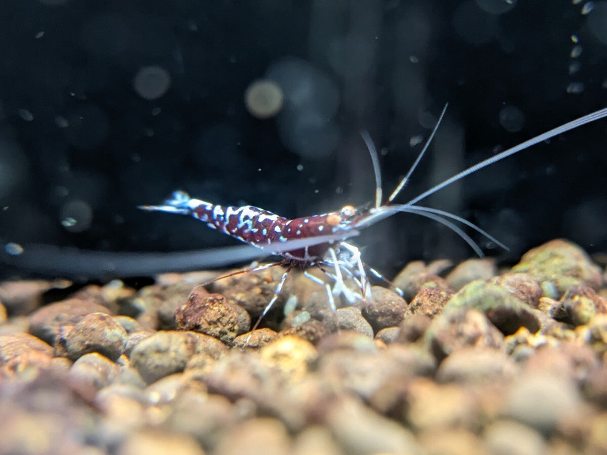 ORION Orange Eye Sulawesi Shrimp Limited Pair 1 Female 1 Male [x1212263947]