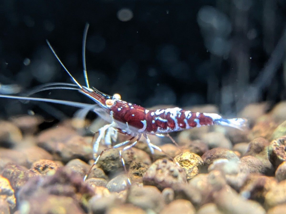 ORION Orange Eye Sulawesi Shrimp Limited Pair 1 Female 1 Male [x1212263947]