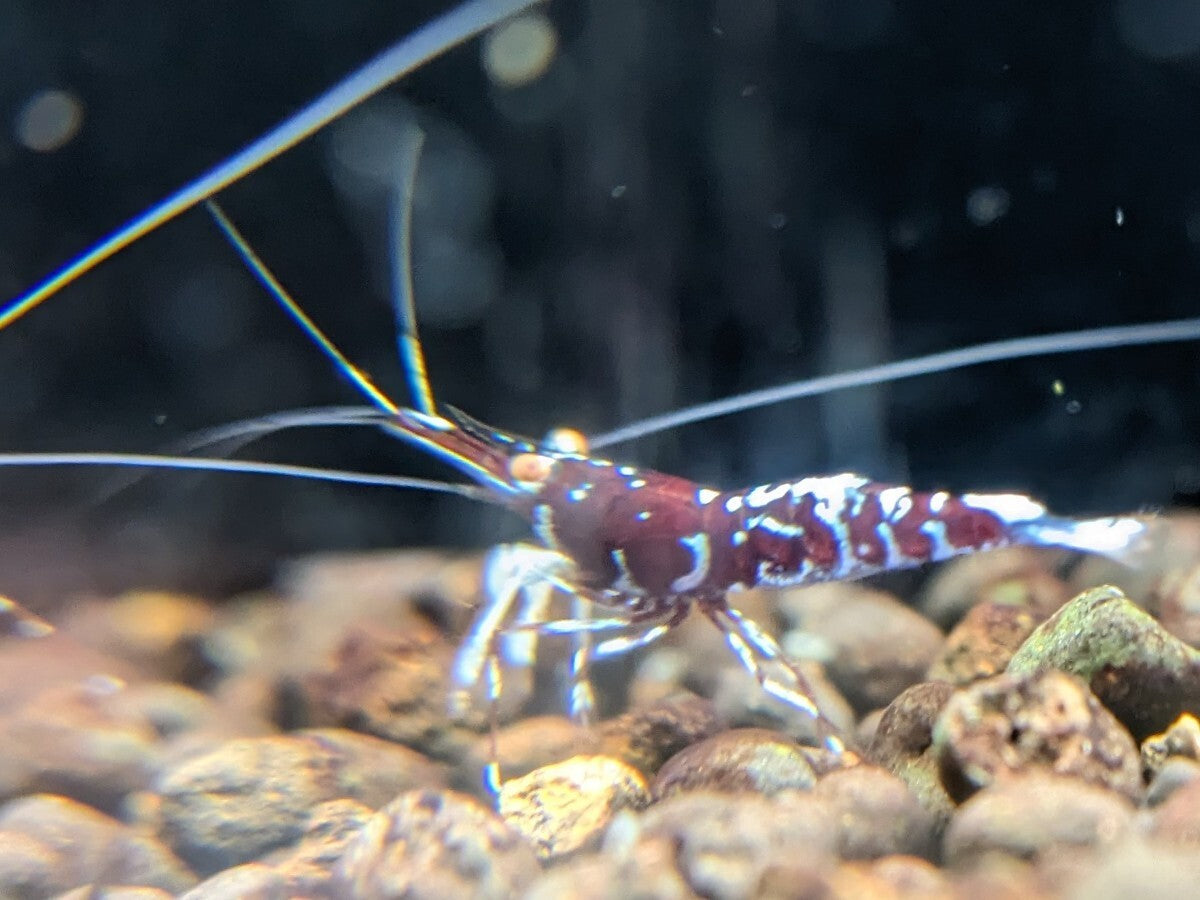 ORION Orange Eye Sulawesi Shrimp Limited Pair 1 Female 1 Male [x1212263947]