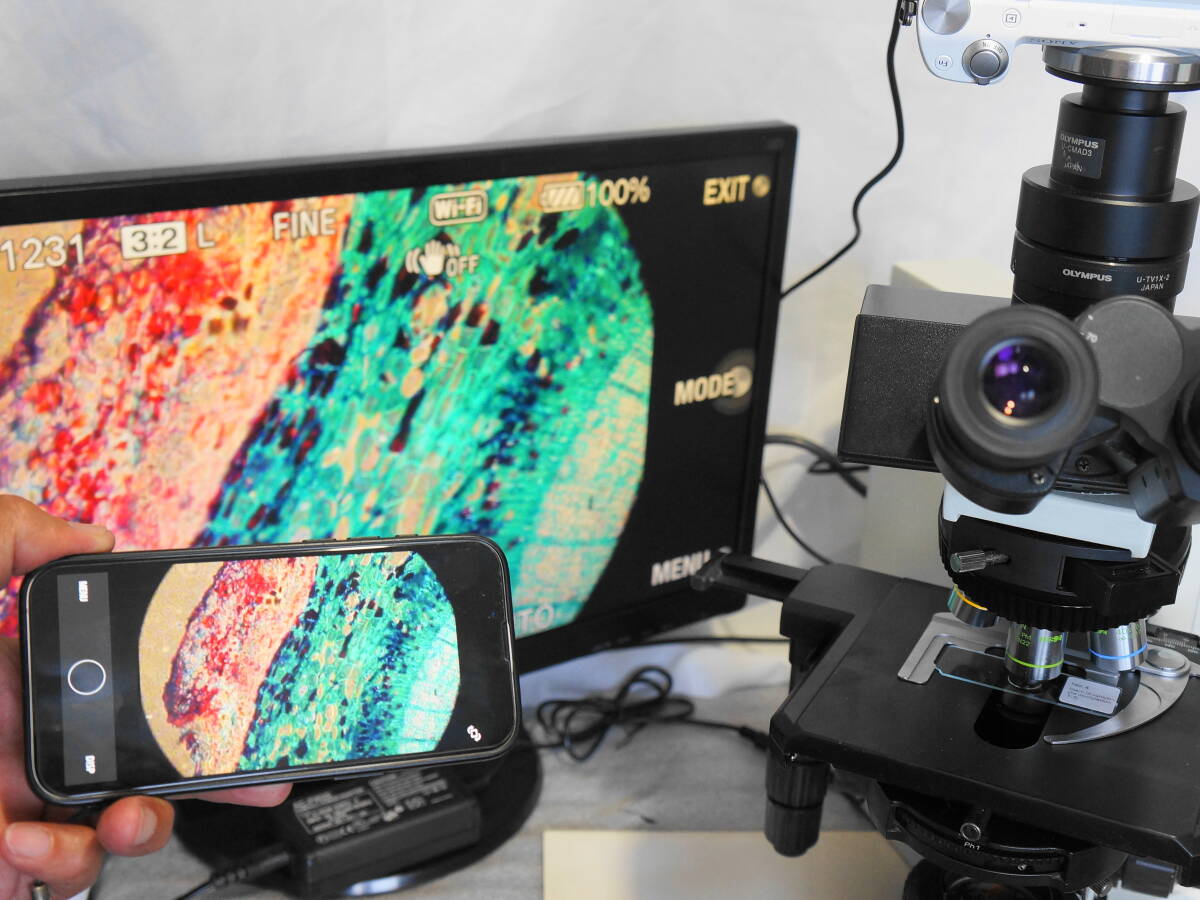 BX50 Phase Contrast Microscope [j1238147216]