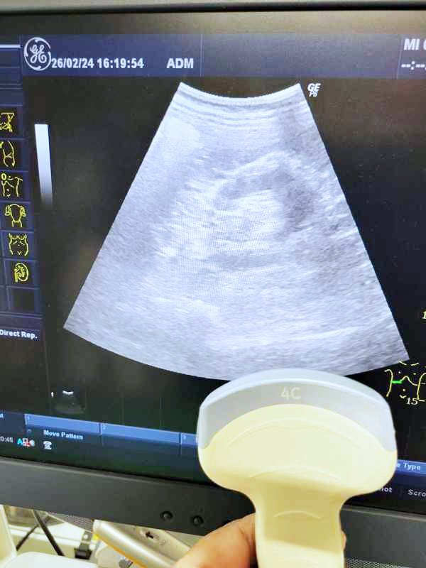 GE Healthcare 4C Convex Probe for Ultrasound Diagnostic Equipment [d1220923734]