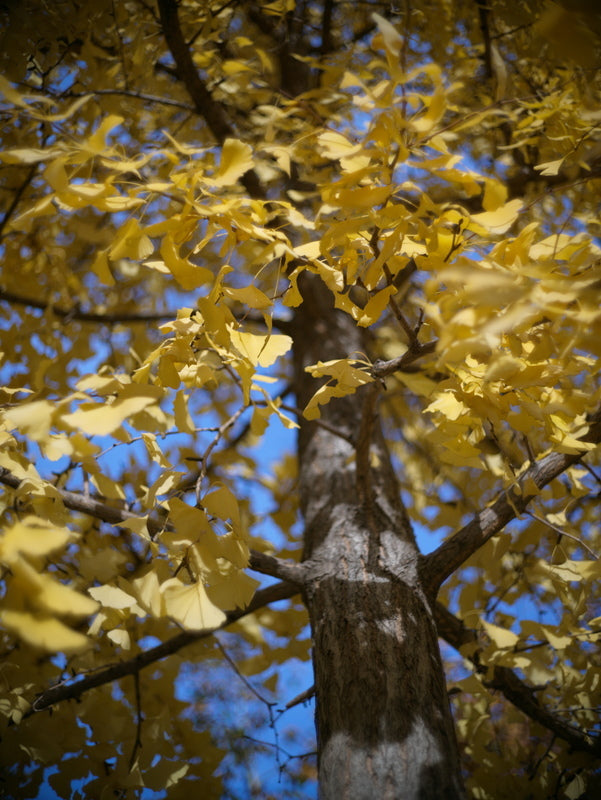 LIGHT LENS LAB M 50mm f/2 Rigid Camera Lens Leica M Mount Silver [m1184022411]