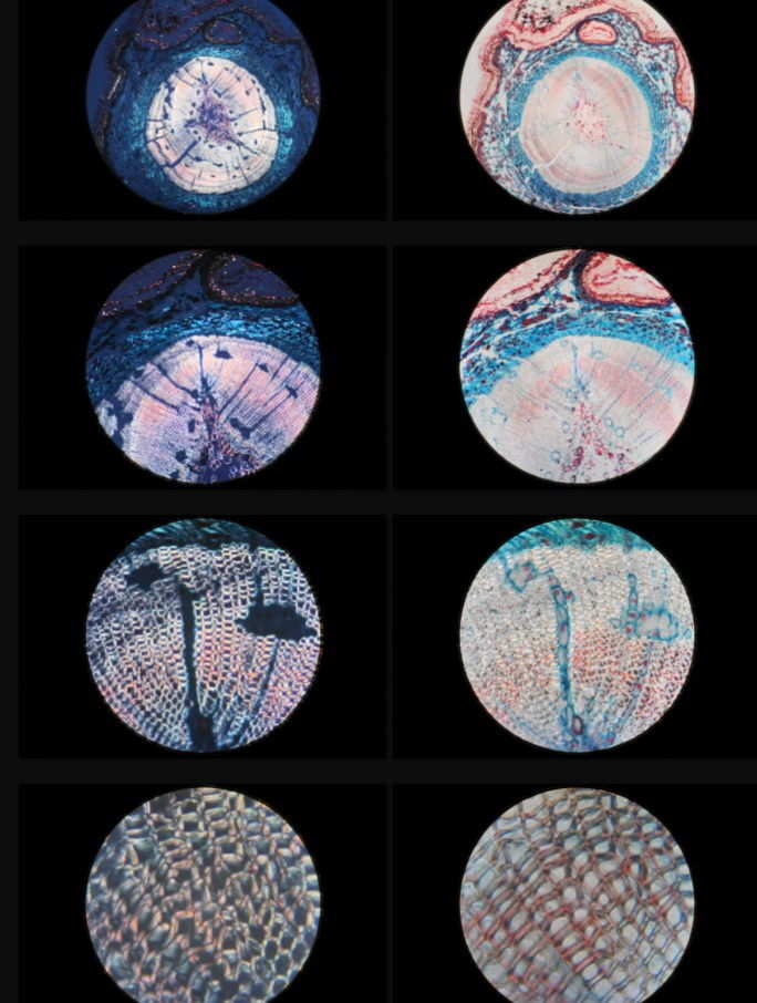 Olympus CX40 Microscope [d1206217744]