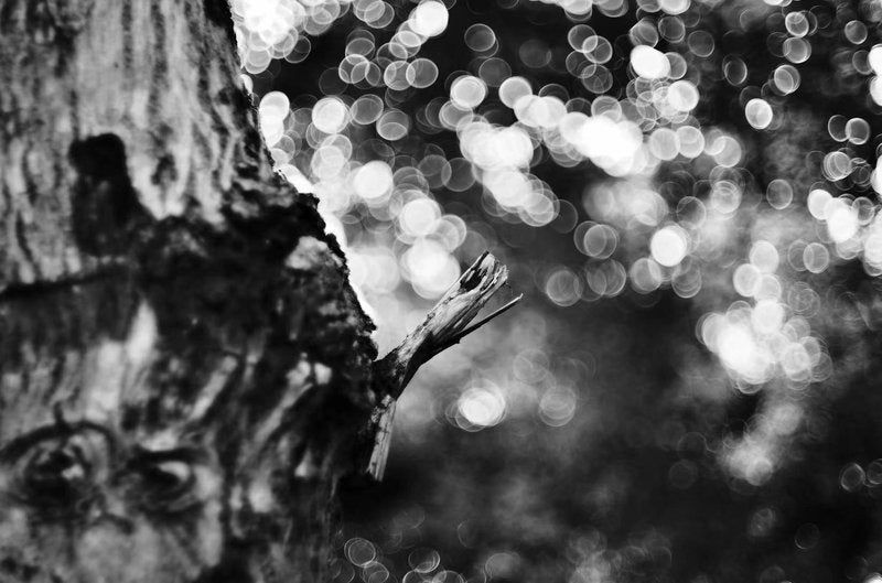 LIGHT LENS LAB M 50mm f/2 SPII M Mount Silver Single Focus Lens [p1103540069]