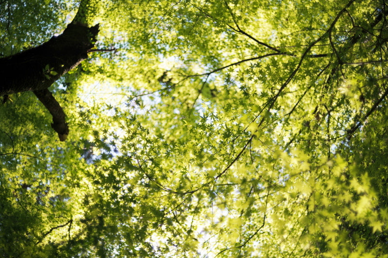 LIGHT LENS LAB M 50mm f/2 SPII M Mount Silver Single Focus Lens [p1103540069]