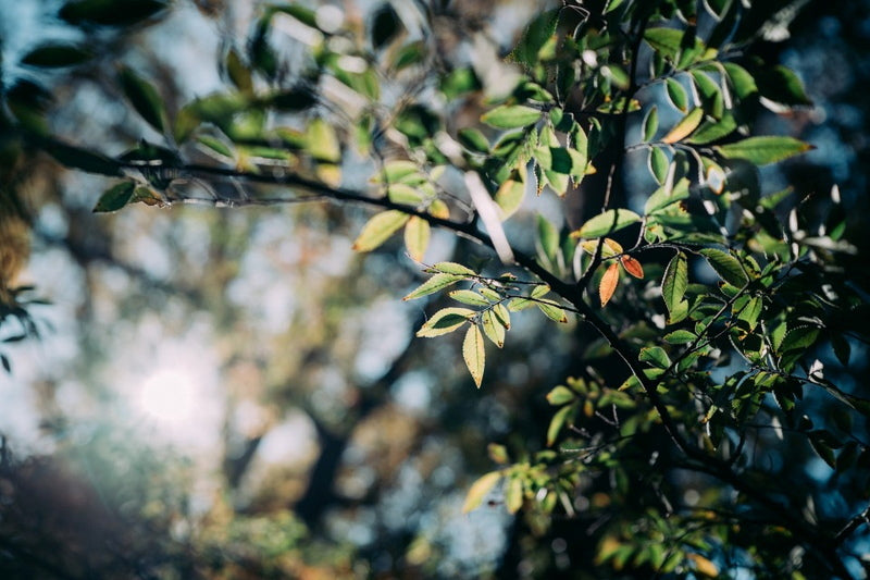 Simera 28mm f/1.4 ASPH Type II Leica M Mount Lens Silver [1211034519]