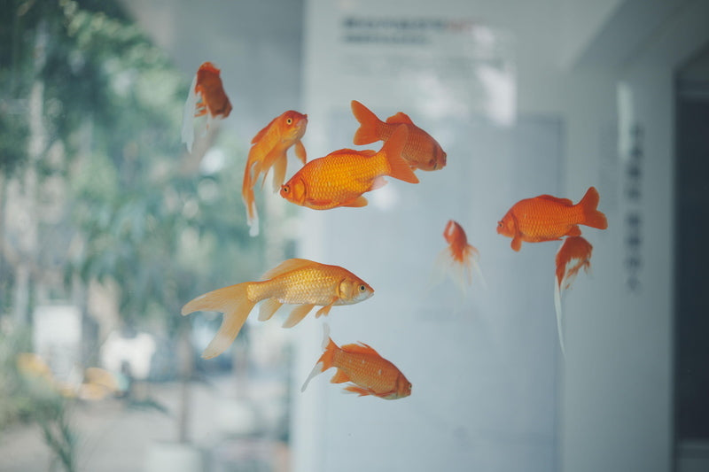 Eureka 50mm f/2 Brass Version Leica M Mount Lens [b1211032333]