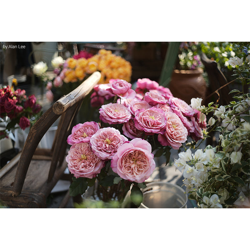 MR.DING Pactcron 35mm F1.8 Lens Leica M Mount [j1193690864]