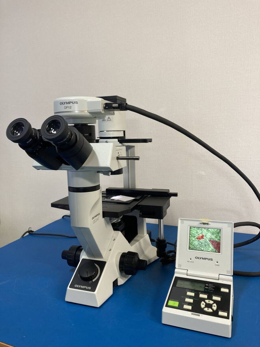OLYMPUS CKX41 Inverted Microscope [u1200291280]