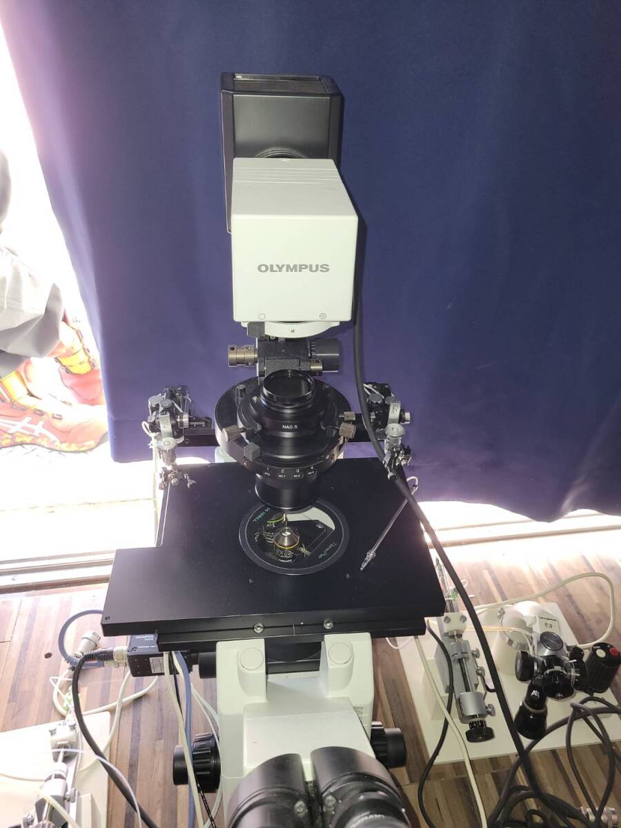 Olympus IX71 Microscope [x1242246866]